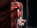 Muscles of the forearm #muscles #forearms #anatomy
