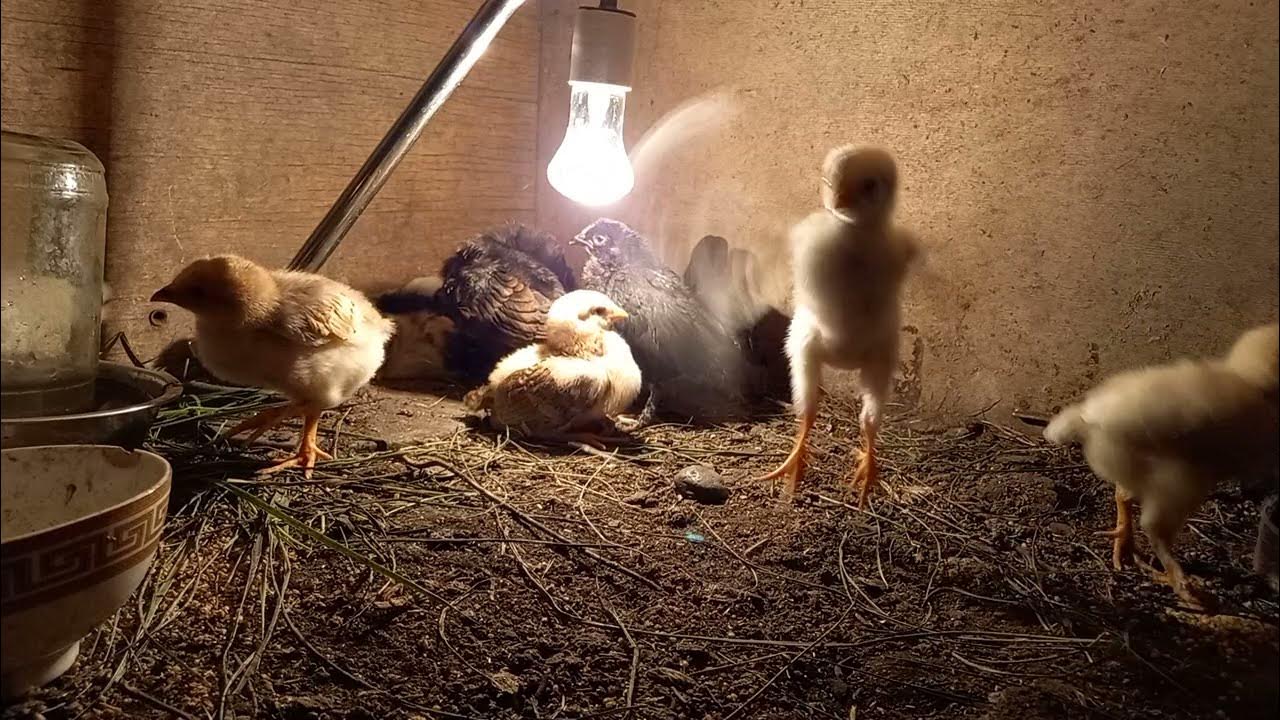 how do chickens sleep what do chickens do at night? YouTube