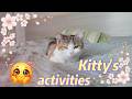 Kitty the cat and her activities! She is very tired.