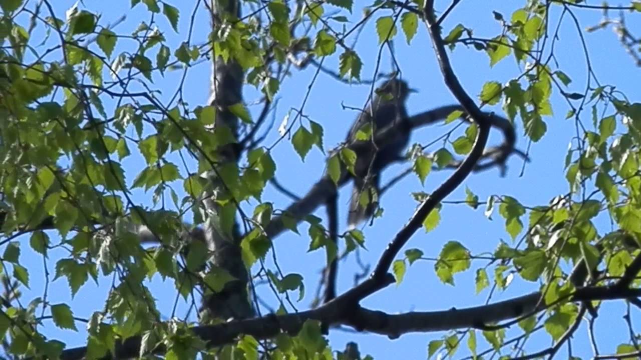 Как ока кукуку