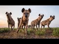 Wildlife photographer Will Burrard-Lucas creates technology to capture dangerous &amp; elusive animals