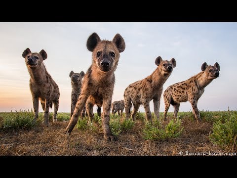 वन्यजीव फोटोग्राफर विल बर्रार्ड-लुकास खतरनाक और मायावी जानवरों को पकड़ने के लिए तकनीक बनाता है