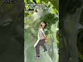 Say Less Organicgardening Garden Gardening Plants Growyourownfood Shorts Graoes Organic Say Less Organicgardening Garden Gardening Plants Growyourownfood Shorts Graoes Organic
