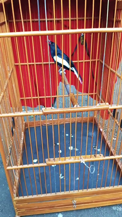PALING DICARI KICAU MANIA SUARA BURUNG SEPERTI INI PANCINGAN CEPAT NGEPLONG