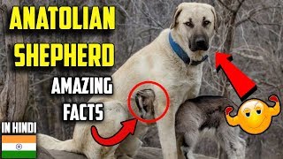 Anatolian shepherd dog | amazing facts in hindi | Animal Channel Hindi by Animal Channel Hindi 4,391 views 5 years ago 3 minutes, 1 second