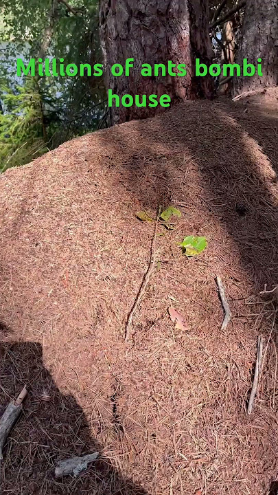 Millions of ants house in forest #ants #anthouse