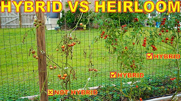 Jak se vyrábějí hybridní rajčata?