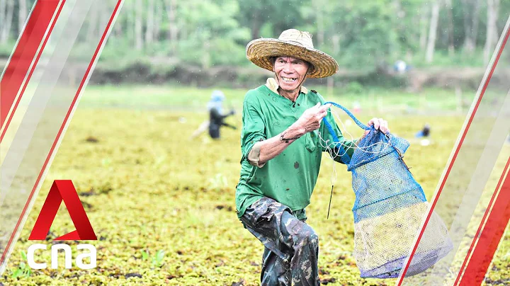 The Thai government wanted to pave paradise, but this forest community said no - DayDayNews