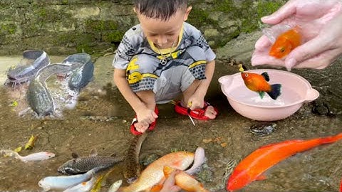 Bắt con cá vàng ở mương nước, bắt cá trê lai , cá chép, con cua ,cá koi ,cá nước ngọt, cá tra chanh
