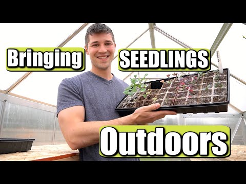 How to Bring Seedlings Outdoors before Transplanting! | The Basics of Hardening Off