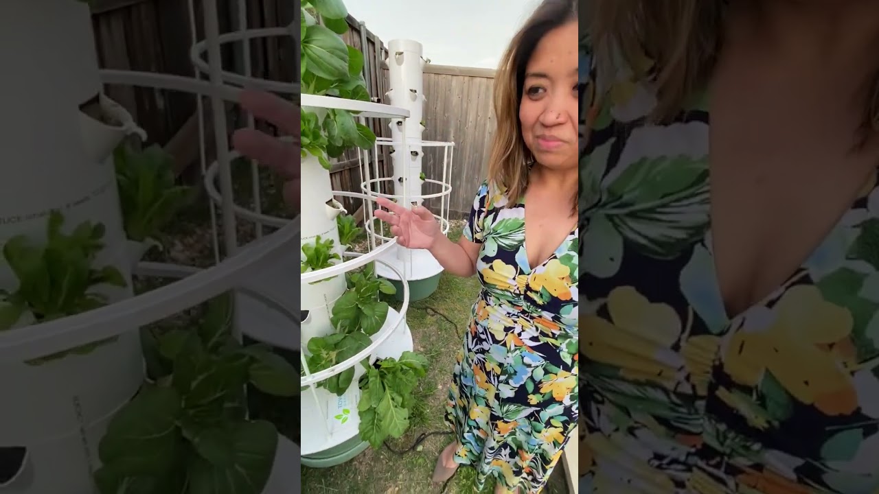 Dealing with Droopy Plants in Dry Rockwool