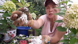 видео: #Черенкование#метельчатойгортензии Какой#грунт и какой #побег лучше использовать. Зимовка черенков. картинка: #Черенкование#метельчатойгортензии Какой#грунт и какой #побег лучше использовать. Зимовка черенков.