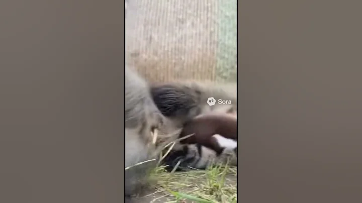 Video 11454591: bengal cat eyes