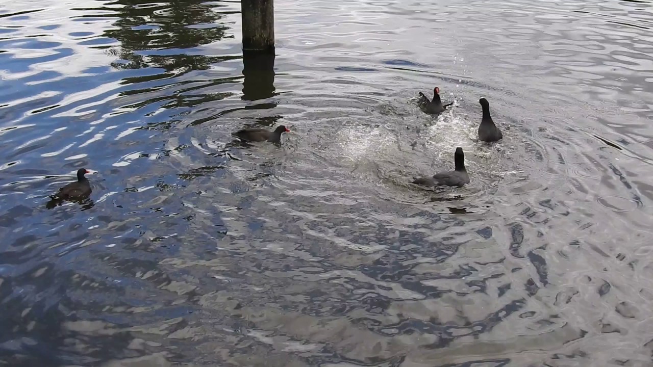 Moorhens and Coots fighting