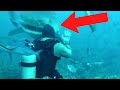 30 OUTRAGEOUS Animal Moments Filmed In The Ocean