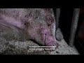 Animal Equality Investigation Reveals Truth Behind Italy's Pig Farms