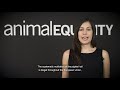 Animal Equality Investigation Reveals Truth Behind Italy's Pig Farms