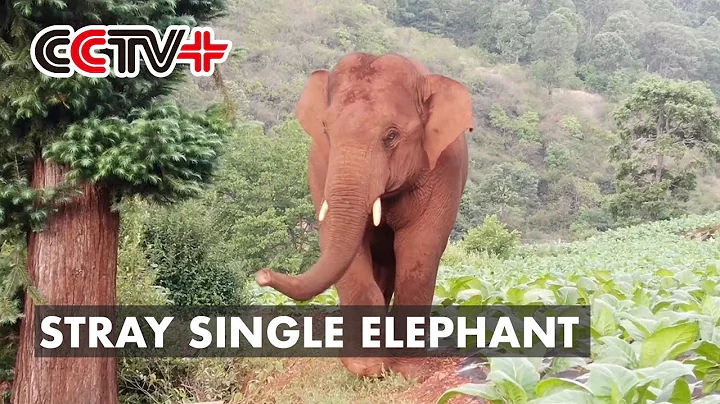 Stray Single Elephant Shows No Sign of Rejoining Migrating Herd in Southwest China - DayDayNews