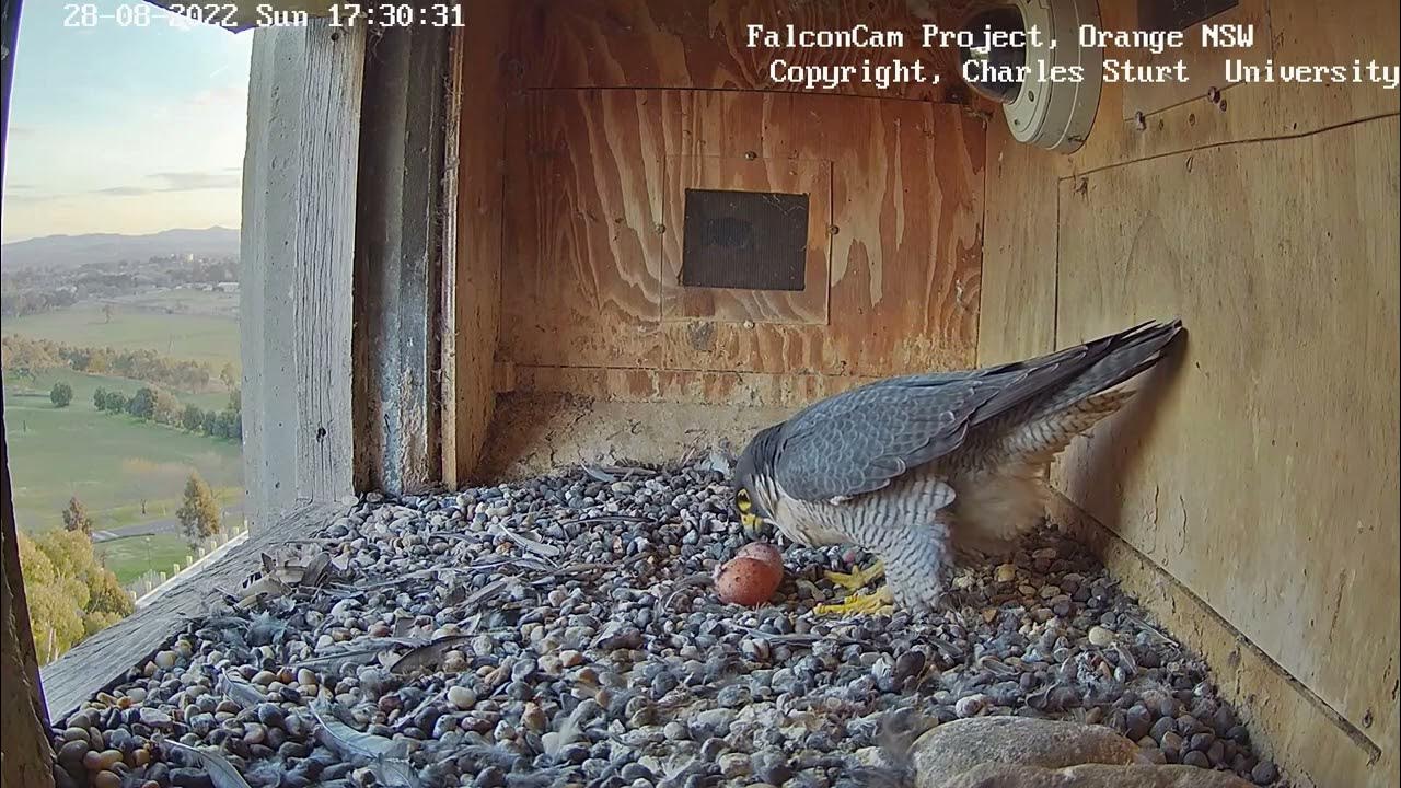 Box Camera FalconCam Project LIVE.Diamond lays a second egg.🎉28.08.2022 YouTube