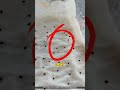 The Right Way to Grow Strawberries from Seeds 🍓
