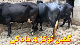 Beautiful Tokar Ghaban Buffalos For Sale 03456414876 2 January 2024