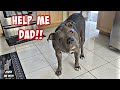 Watch This Pitbull Dog Talk To His Dad! Smartest Dog On YouTube!!