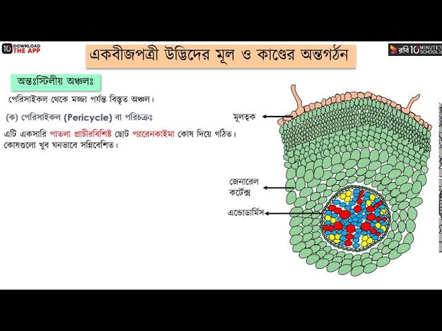 Jinsiy olat terisi ostida klitoral toplarni qanday olish mumkin Jinsiy olat terisi ostida klitoral toplarni qanday olish mumkin
