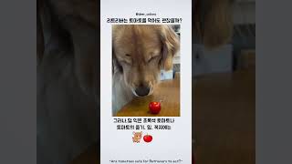리트리버는 토마토를 먹어도 괜찮을까?