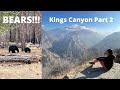 Exploring Kings Canyon National Park, California | Part 2: The Canyon and BEARS!