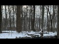 DEER HUNTING IN OHIO FOR SOME MEAT | LIVE NOW  🔴 #hunting #huntingseason #archeryhunting #deer #fyp