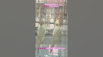 تلاوه عطره من الذكر الحكيم #سورة_الملك #cutebird #foryou #birds #اكسبلور
