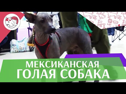 Мексиканская голая собака на ilikepet. Особенности породы, уход