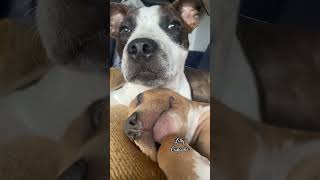 Miss Cupcake Say Hi Lilly Cupcake