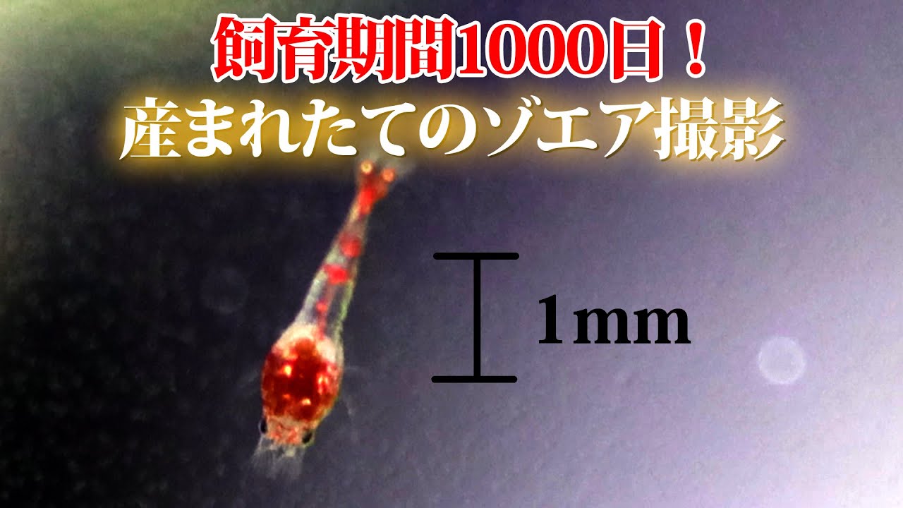 Breeding success! The result of raising guinea shrimp for 1000