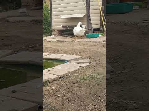 Банни( бандитка) #winterbirds #duck #birds #animals #winter #funny