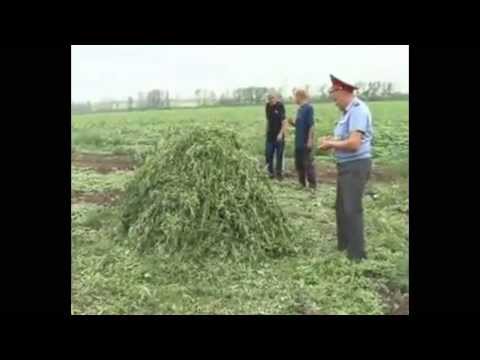 Мент так жег коноплю, что чуть сам не сгорел