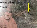 Barn Property Cleanup, Forestry Mulcher
