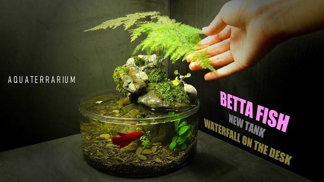 Betta Fish Waterfall Tabletop Aquarium/Amazing Aquascape DIY No Co2,No Filter,No Ferts