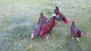 Chickens eat peanuts 雞吃花生米 #雞 #雞蛋 #母雞 #公雞 #小雞 #chicken #rooster #hen #chickenegg #chicks