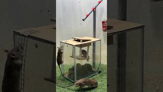 Best mouse trap idea/ good rat trap at home #mousetrap2020 #mousetrap #rat #rattrap