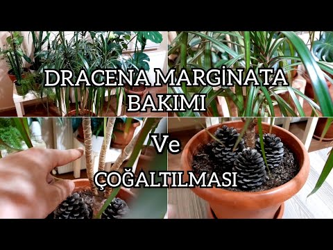 Video: Dracaena Marginata Məlumatı: Qırmızı Kenarlı Dracaena Bitkisini Necə Yetişdirmək olar
