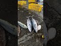 This Fish is STILL BREATHING! A Live Look at a Panting Rabbitfish, next to a Mountain of Mahimahi an