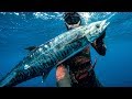 Bitten by a SHARK two days into Australia! - Spearfishing mackerel & tusk fish