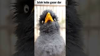 Download Lagu jalak kebo gacor #jalakkebogacor MP3