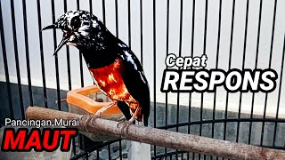 Download Lagu SUARA MURAI BATU TRAH JUARA untuk Pancingan Murai Batu agar BUNYI DAN EMOSI pasti NYAUT MP3