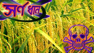 চাষ করবেন না ! এই জাতের ধান ( স্বর্ণা 5 , লাল স্বর্ণা , নেপালি স্বর্ণা , মামুন স্বর্ণা) কিন্তু কেনো?