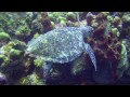 Roatan undersea world  a underwater 3d channel film