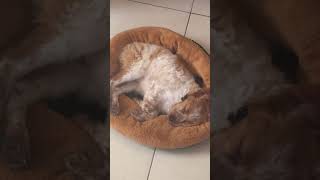 He’s dreaming😴🥰🥰#dog #dogshorts#doglife #dogvideos #dogs #dreaming #deepsleep#dogloversdog #pubg He’s dreaming😴🥰🥰#dog #dogshorts#doglife #dogvideos #dogs #dreaming #deepsleep#dogloversdog #pubg
