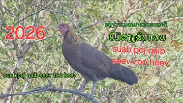 Suab poj qaib seev zoo tuaj 100%tawm tshiab 2026