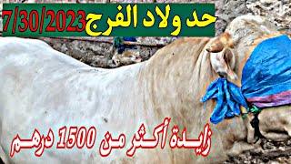 اليوم بحد ولاد الفرج ارتفاع الاسعار برحبة الثور الكزاري أكثر من 1500 درهم بتاريخ 30/7/2023